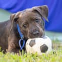 Photo of Jethro 8 Week Old Cattle Dog X (Trial)
