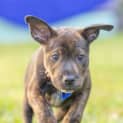 Photo of Dahlie 8 Week Old Cattle Dog X (Trial)