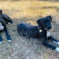 Photo of Huia