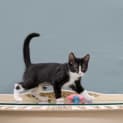 Photo of Springfield **2nd Chance Cat Rescue**