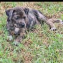 Photo of Tarni   9 Week Old Australian Cattle Dog X (Trial)