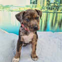 Photo of Tarni   9 Week Old Australian Cattle Dog X (Trial)