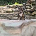 Photo of Tarni   9 Week Old Australian Cattle Dog X (Trial)
