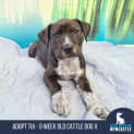 Photo of Tia 9 Week Old Australian Cattle Dog X