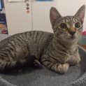 Photo of Kiwi 5 Month Old Domestic Short Hair (Trial