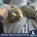 Photo of Kiwi 5 Month Old Domestic Short Hair (Trial