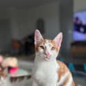 Photo of Comet