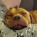 Photo of Boofy