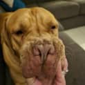 Photo of Boofy
