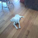 Photo of Damsel