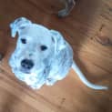 Photo of Damsel