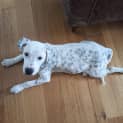 Photo of Damsel
