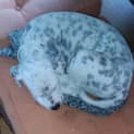 Photo of Damsel