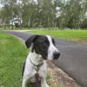 Photo of Daffydara