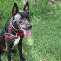 Photo of Ziggy