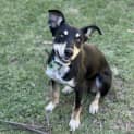 Photo of Roxy