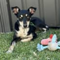 Photo of Roxy