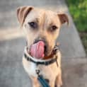 Photo of Humphrey D. Dog