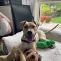 Photo of Humphrey D. Dog