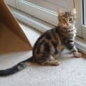Photo of Artemis Wasabi Rose