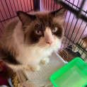 Photo of Teddy