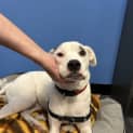 Photo of Missie 