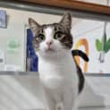 Photo of Chaya