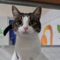 Photo of Chaya
