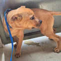 Photo of Pup2