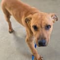 Photo of Pup2