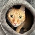 Photo of Cinder