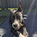 Photo of Rex
