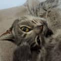 Photo of Bluebelle