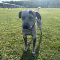 Photo of Velcro 2 Year Old Cattle Dog X (Trial)