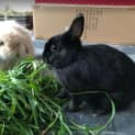 Photo of Posy / Cookie