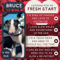 Photo of Bruce