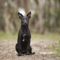Photo of Onyx