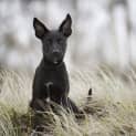 Photo of Onyx