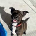 Photo of Roxy