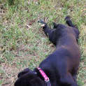 Photo of Shadow 12 Week Old Cattle Dog X Kelpie (Trial)
