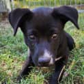 Photo of Shadow 12 Week Old Cattle Dog X Kelpie (Trial)
