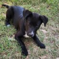 Photo of Shadow 12 Week Old Cattle Dog X Kelpie (Trial)