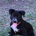 Photo of Shadow 12 Week Old Cattle Dog X Kelpie (Trial)