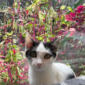 Photo of Nibbles