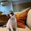 Photo of Nibbles