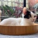 Photo of Nibbles