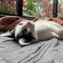 Photo of Nibbles