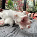 Photo of Nibbles