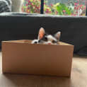 Photo of Nibbles