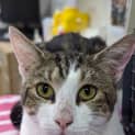 Photo of Oscar